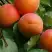 Абрикос ГРАФИНЯ в Орше