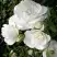 Роза АЙСБЕРГ флорибунда в Орше