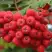 Рябина АЛАЯ КРУПНАЯ сладкоплодная в Орше