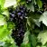 Смородина чёрная БЕЛОРУССКАЯ СЛАДКАЯ в Орше