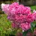 Гортензия МЕГА МИНДИ метельчатая в Орше