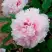 Пион ПЕРСИК ПОД СНЕГОМ древовидный в Орше