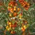 Облепиха РОСИНКА в Орше