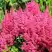 Астильба САННИ ДЕЙ гибридная в Орше