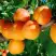 Абрикос СПАДЧЫНА в Орше