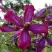 Клематис СВИТ САММЕР ЛАВ в Орше
