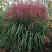 Мискантус МАЛЕПАРТУС китайский  в Орше
