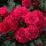 Роза РАДОСТЬ САДОВНИКА (ГАРТЕН ФРОЙДЕ) почвопокровная в Орше