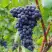 Виноград МУКУЗАНИ в Орше