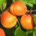 Абрикос СПАДЧЫНА в Орше