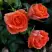 Роза ОРАНЖ ДЖЕВЕЛ миниатюрная в Орше