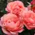 Роза КОРАЛ ЛИОНС РОУЗ флорибунда в Орше