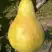 Груша КОНКОРД в Орше
