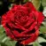Роза РЕД ИНТУИШН чайно-гибридная в Орше