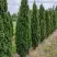 Туя ДЕГРУТ СПАЙР западная в Орше