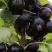 Смородина чёрная НЕСТЕР КОЗИН в Орше