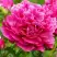 Пион НОЧНЫЕ ГРЕЗЫ древовидный в Орше