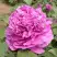 Пион ОРНАМЕНТ древовидный в Орше