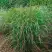 Просо РЕБРАУН прутьевидное в Орше