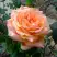 Роза ЭЛЬДОРАДО чайно-гибридная в Орше