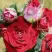 Роза РУБИ СТАР спрей в Орше
