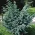 Можжевельник БЛЮ АЛЬПС китайский  в Орше