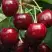 Черешня ГРОНКАВАЯ в Орше