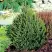 Ель КОМПАКТА обыкновенная в Орше