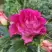 Роза БРЕРА флорибунда в Орше