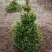 Ель ВИЛС ЦВЕРГ обыкновенная в Орше