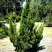 Можжевельник КАЙЗУКА китайский в Орше