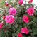 Роза МАЛИНОВЫЙ ЗВОН чайно-гибридная в Орше