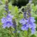 Вероника РОЯЛ БЛЮ большая в Орше