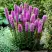 Лиатрис РОЗЕА колосковая в Орше
