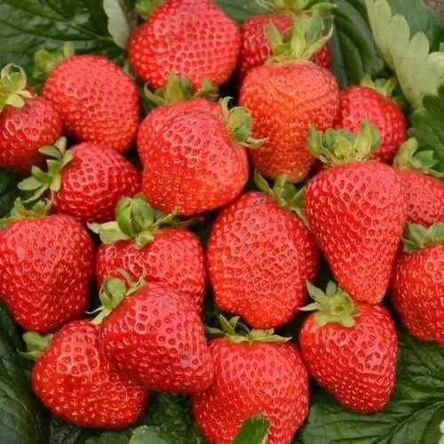 Клубника САН АНДРЕАС ремонтантная  Клубника САН АНДРЕАС ремонтантная в Орше