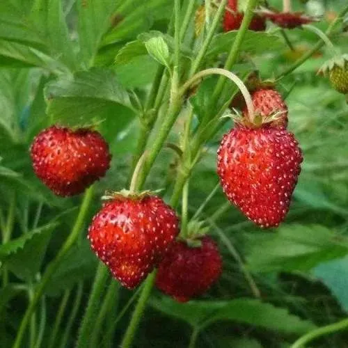 Земляника АЛЬПИЙСКАЯ  Земляника АЛЬПИЙСКАЯ в Орше