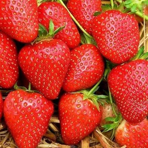 Клубника КВИКИ  Клубника КВИКИ в Орше