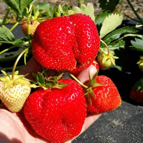 Клубника АПРИКА  Клубника АПРИКА в Орше