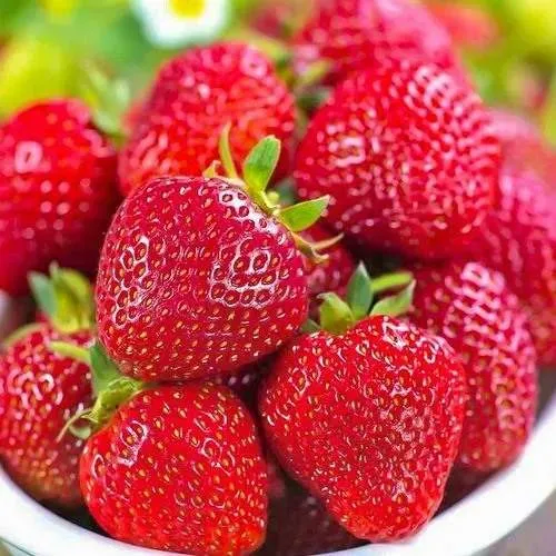 Клубника СИЛЬВИЯ  Клубника СИЛЬВИЯ в Орше