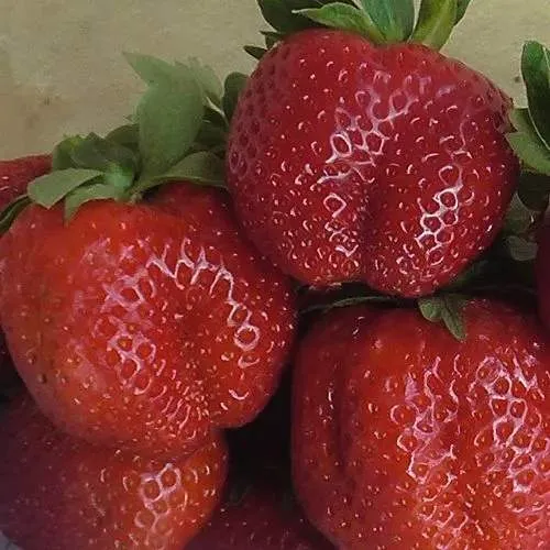 Клубника ДЕСТЕНИ  Клубника ДЕСТЕНИ в Орше