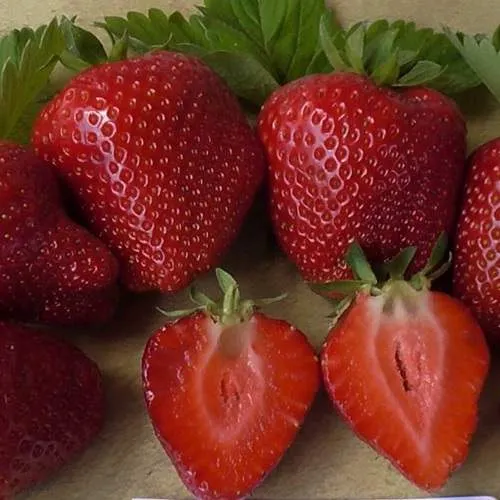 Клубника САНДРА  Клубника САНДРА в Орше