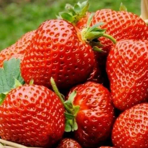 Клубника ФЛОРЕНС  Клубника ФЛОРЕНС в Орше