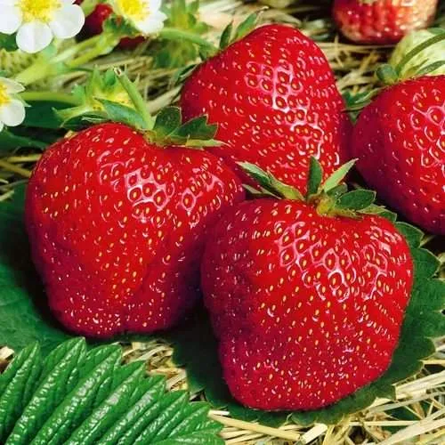 Клубника ВИМА ЗАНТА  Клубника ВИМА ЗАНТА в Орше