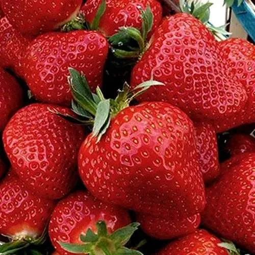 Клубника КЛЕРИ  Клубника КЛЕРИ в Орше