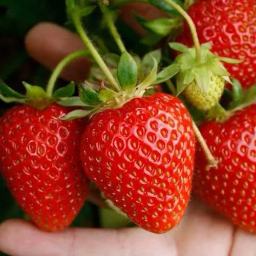 Клубника ПОРТОЛА ремонтантная  Клубника ПОРТОЛА ремонтантная в Орше