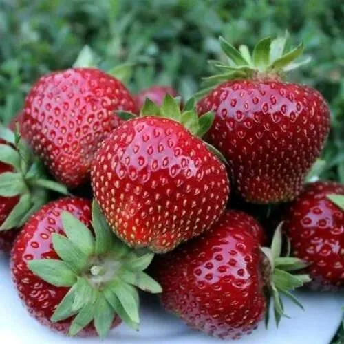 Клубника МАЛЬВИНА  Клубника МАЛЬВИНА в Орше