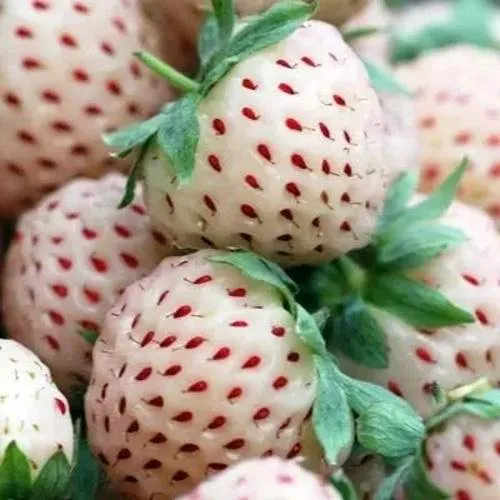 Клубника АНАНАСА ремонтантная  Клубника АНАНАСА ремонтантная в Орше