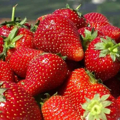 Клубника ПИРЧИНКЬЮ  Клубника ПИРЧИНКЬЮ в Орше