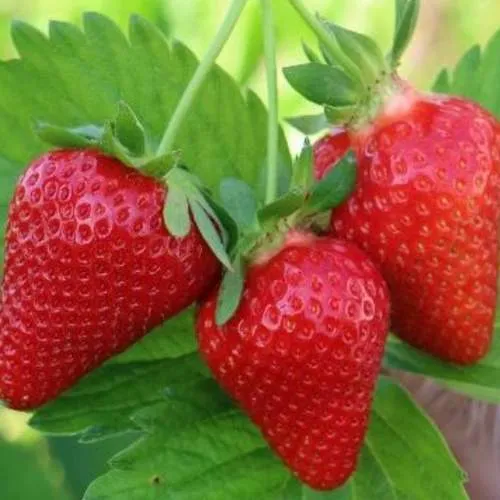 Клубника КЛОДИЯ  Клубника КЛОДИЯ в Орше