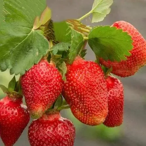 Клубника АЗИЯ  Клубника АЗИЯ в Орше